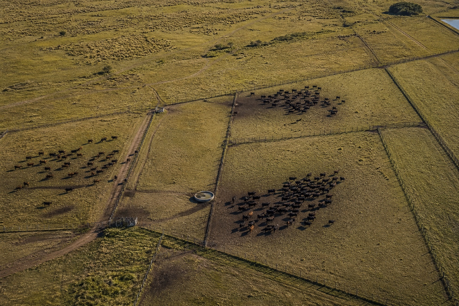 Vista aerea de lotes ganaderos